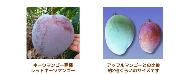 比較