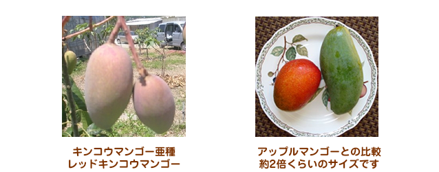 比較