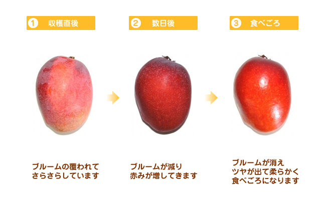 熟れ具合